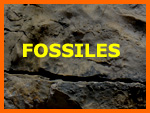 Fossiles et reconstitution de palo-environnement