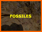 Fossiles et reconstitution du palo-environnement