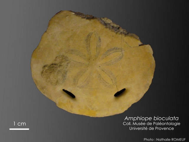 Amphiope bioculata