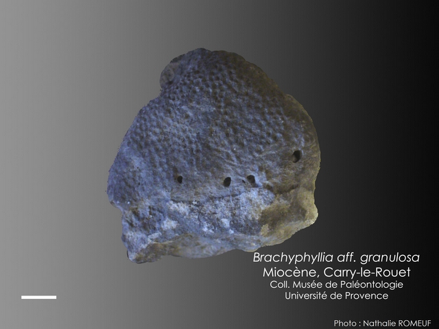 Brachyphyllia aff. granulosa