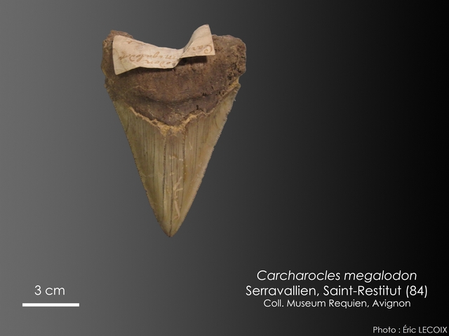 Carcharocles megalodon