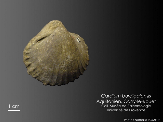Cardium burdigalensis