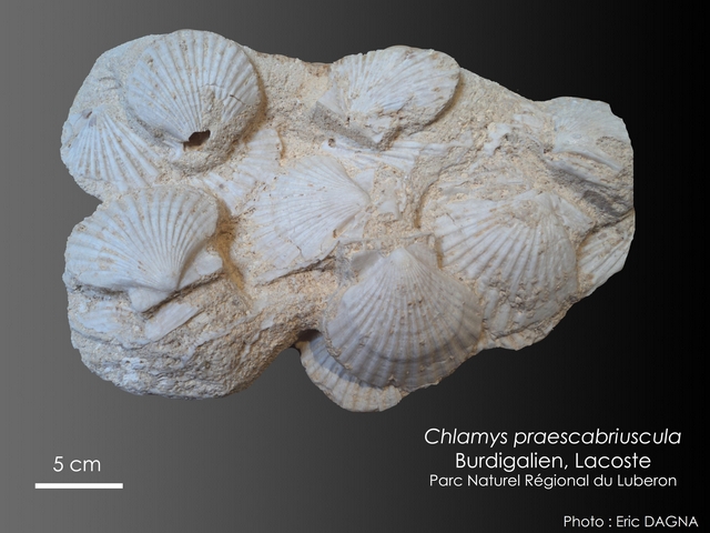Chlamys praescabriuscula