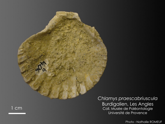 Chlamys praescabriuscula