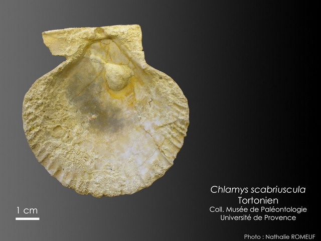 Chlamys scabriuscula