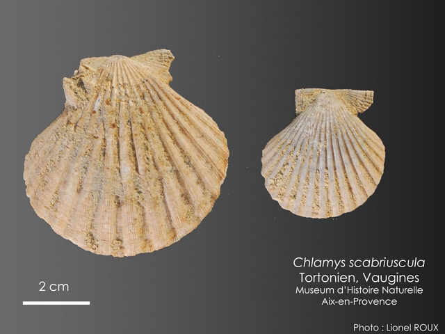 Chlamys scabriuscula