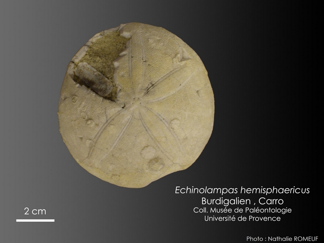 Echinolampas hemisphaericus