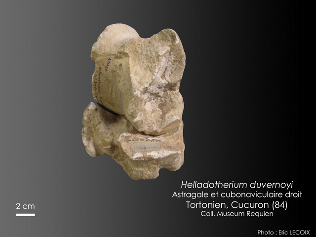 Helladotherium duvernoyi