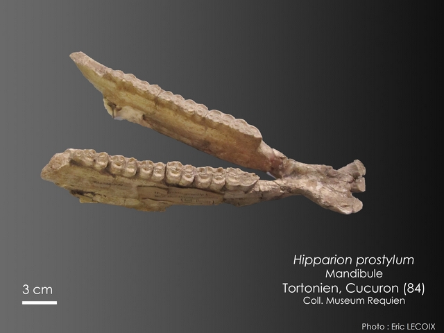Hipparion prostylum