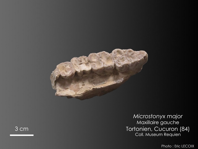 Microstonyx major