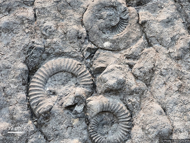 Détail de la dalle aux ammonites