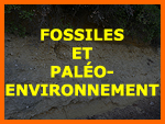 Fossiles et reconstitution de palo-environnement