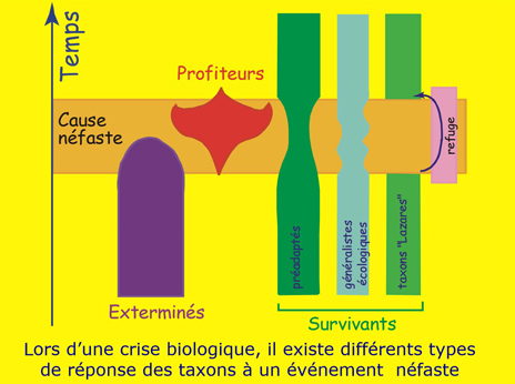 Comportement de différents taxons au cours d'une crise biologique